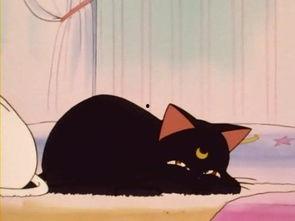 吃瓜头的黑猫图片,揭秘网络迷雾中的神秘生物  第3张