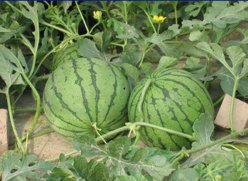 伊犁的吃瓜事件,一场引发热议的夏日奇谈 第2张 伊犁的吃瓜事件,一场引发热议的夏日奇谈 第2张