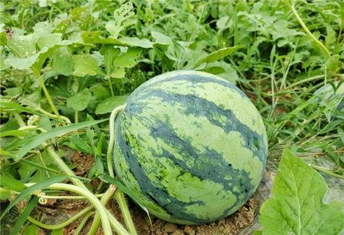 西瓜熟了吃瓜,西瓜熟了，尽享清凉美味时光