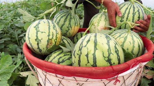 西瓜熟了吃瓜,西瓜熟了,尽享清凉美味时光 第2张 西瓜熟了吃瓜,西瓜熟了,尽享清凉美味时光 第2张