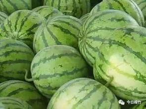 西瓜熟了吃瓜,西瓜熟了,尽享清凉美味时光 第3张 西瓜熟了吃瓜,西瓜熟了,尽享清凉美味时光 第3张