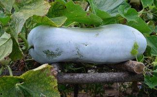 抛肺吃瓜,揭秘网络热词背后的文化现象  第2张