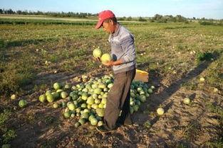 农民地里吃瓜,农民地里共享丰收喜悦  第1张