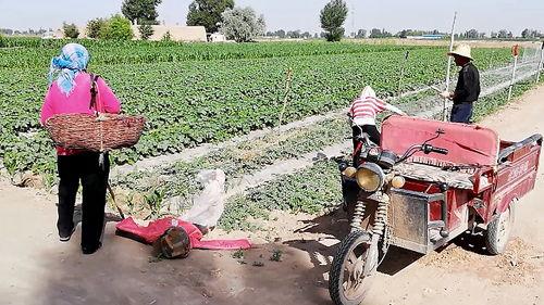 农民地里吃瓜,农民地里共享丰收喜悦  第2张