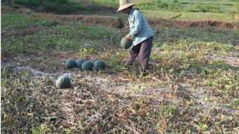 农民地里吃瓜,农民地里共享丰收喜悦  第3张