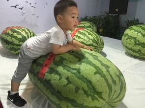 扬州吃瓜群众事件,一场网络舆论的风波与反思