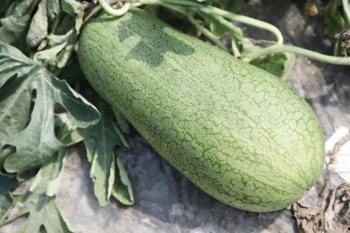 仲夏绮梦吃瓜,一场吃瓜盛宴的奇幻之旅  第2张