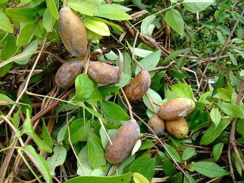 八月瓜小红瓜怎么吃,八月瓜小红瓜的多样食法探索  第2张