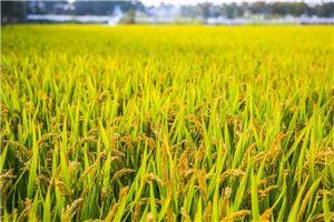 梦见庄稼和吃瓜,庄稼与瓜果的奇幻之旅  第1张