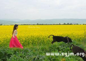 梦见庄稼和吃瓜,庄稼与瓜果的奇幻之旅  第2张