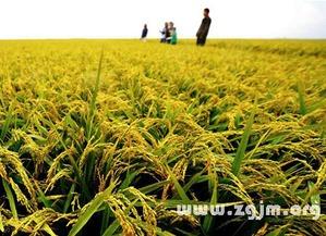 梦见庄稼和吃瓜,庄稼与瓜果的奇幻之旅  第3张