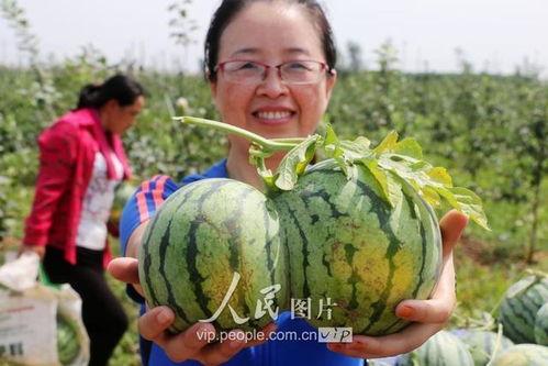 邯郸最近吃的瓜