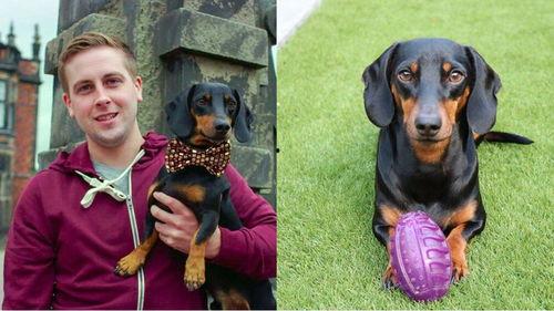 吃瓜狗图  第3张